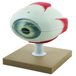 Eye five times larger, six-piece